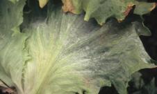 Făinarea salatei Făinarea salatei